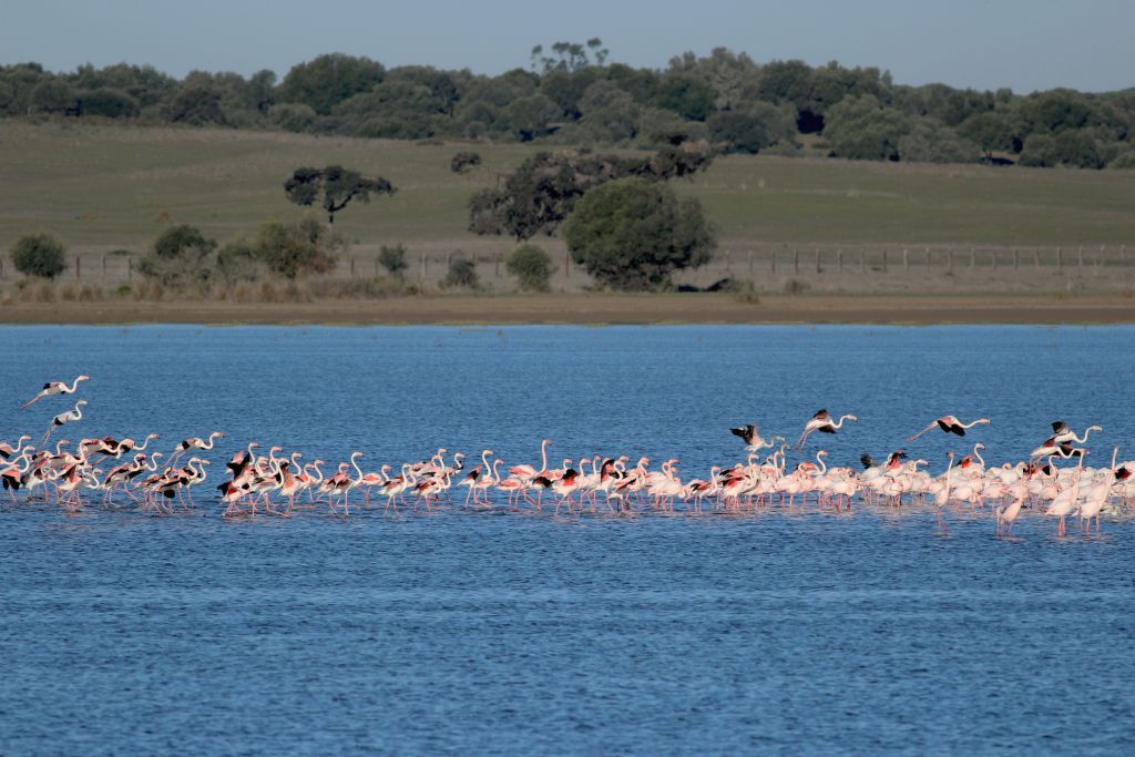 flamencos en el guadalquivir