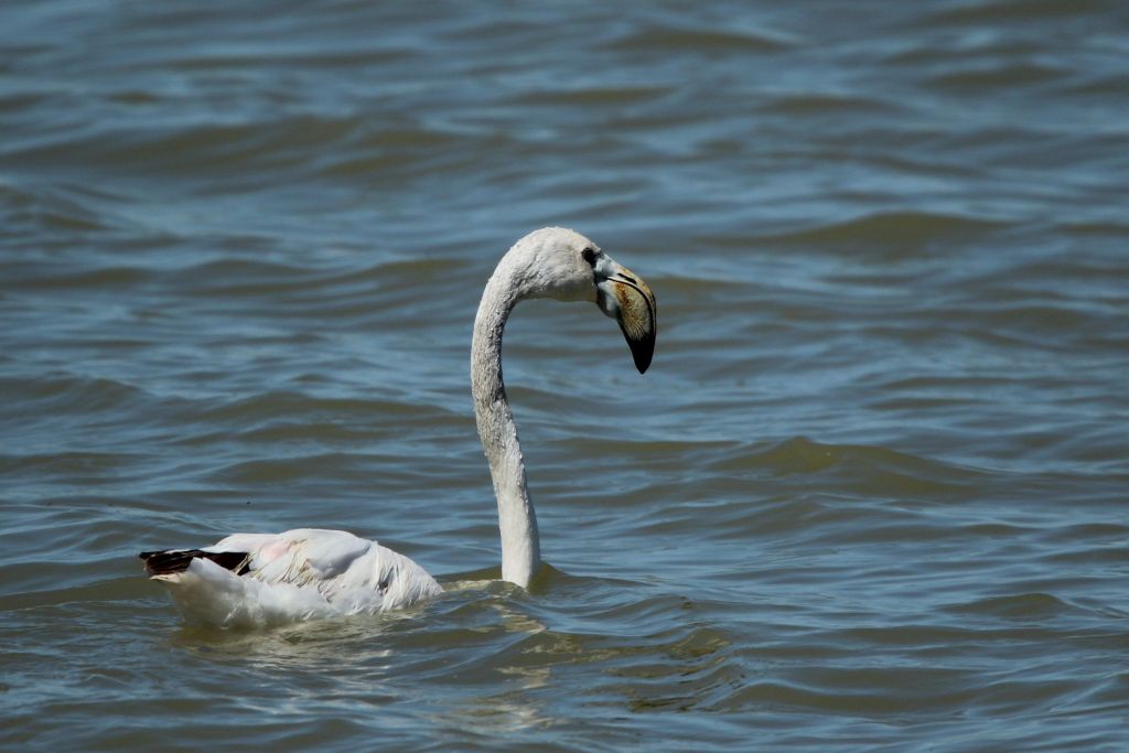 fauna en el guadalquivir, ave