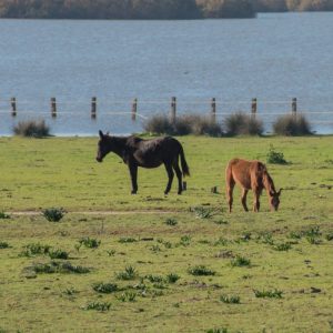 Ruta a Sanlúcar de Barrameda